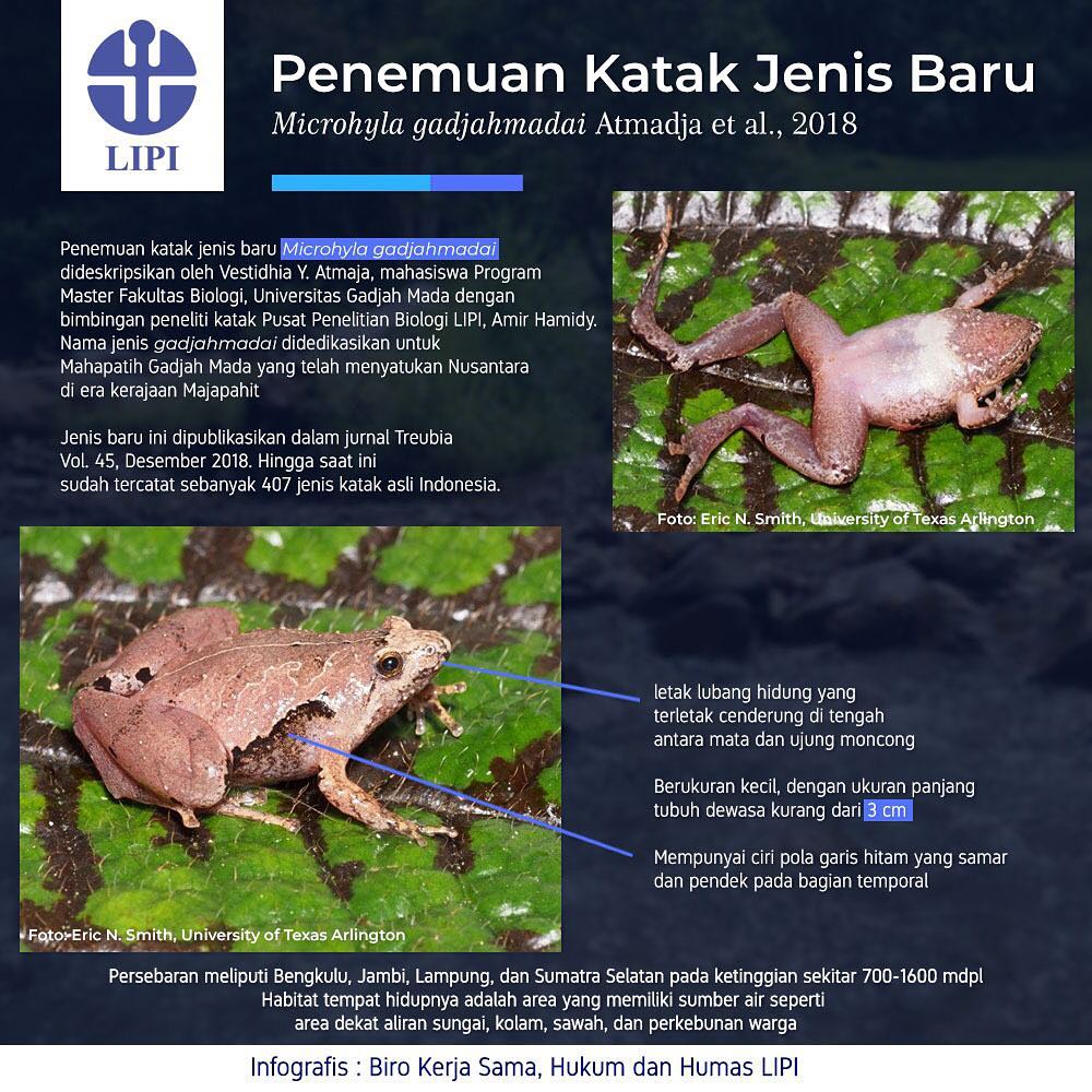 Penemuan Katak Jenis Baru Microhyla gadjahmadai Atmadja et al., 2018 - 20190226